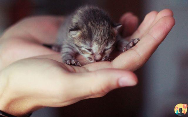 ¿Qué leche le das a los gatitos recién nacidos?