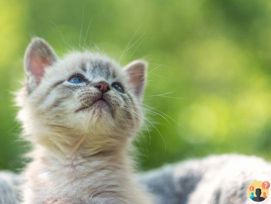 ¿Cuánto cuesta vacunar y desparasitar a un gato?