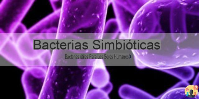 ¿Cómo viven las bacterias simbióticas?