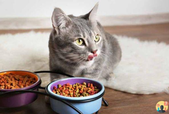 ¿Qué debe comer un gato castrado?