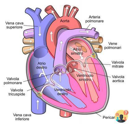 ¿Cuáles son las cuatro cavidades del corazón?