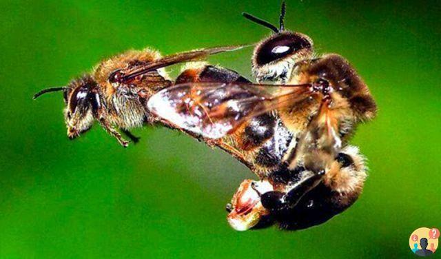 ¿Cómo se aparea la abeja reina?