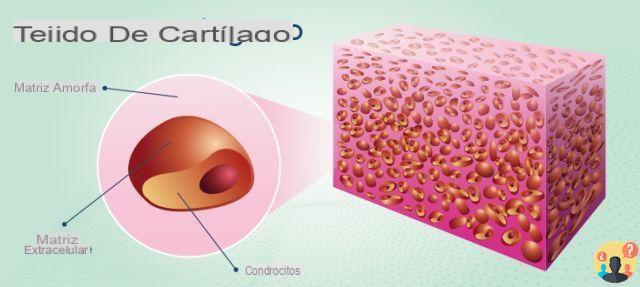 ¿Qué es un tejido cartilaginoso?
