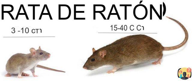 ¿Qué les atrae a los ratones?