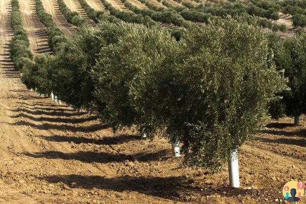 ¿Cuánto cuesta quitar un olivo?