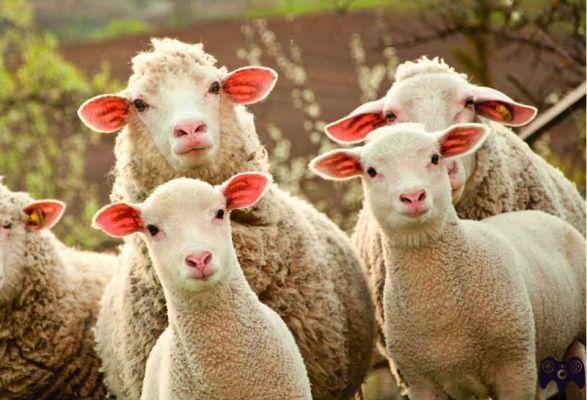 ¿Qué significa soñar con un rebaño de ovejas?