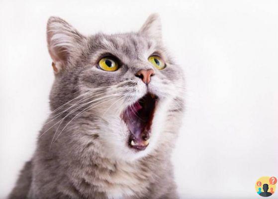 ¿Por qué los gatos mantienen la boca abierta?