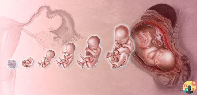 ¿Cómo se forma un bebé en el vientre?
