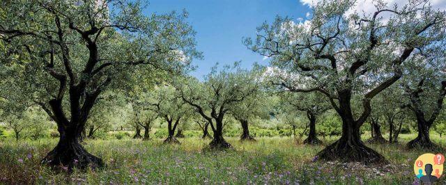 ¿Cuál es la mejor época para plantar el olivo?