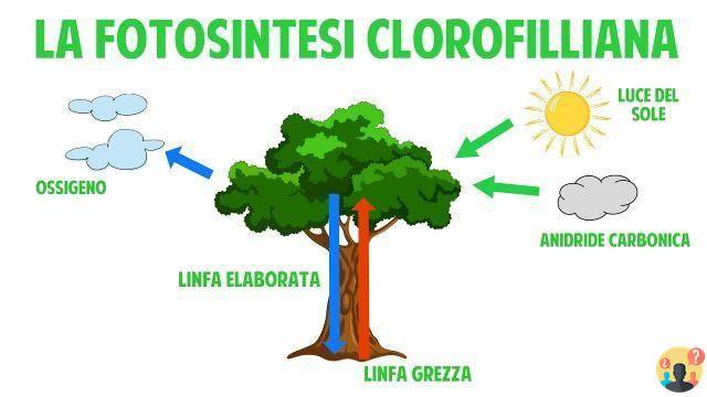 ¿Qué es la fotosíntesis de clorofila para la escuela primaria?