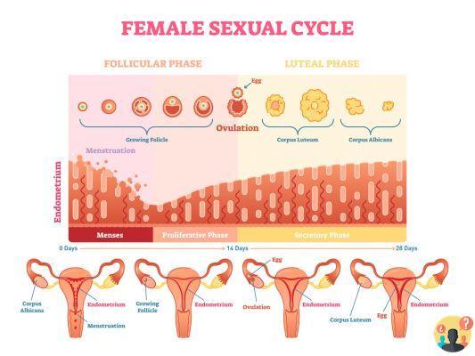 Menstruacion cuantos dias despues de la ovulacion?