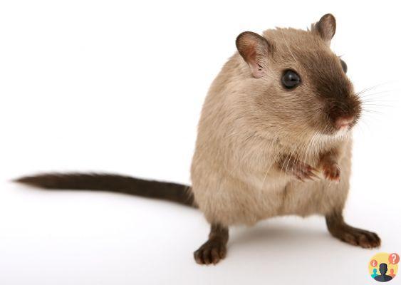 ¿Qué significa control de roedores?