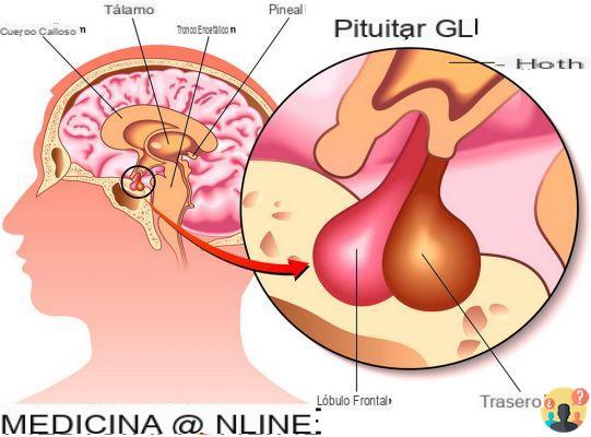 ¿Qué es la glándula pituitaria en el cuerpo humano?