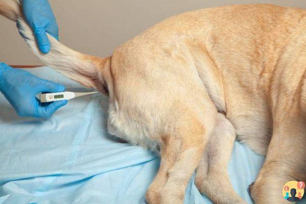 ¿Cómo miden la fiebre los perros?