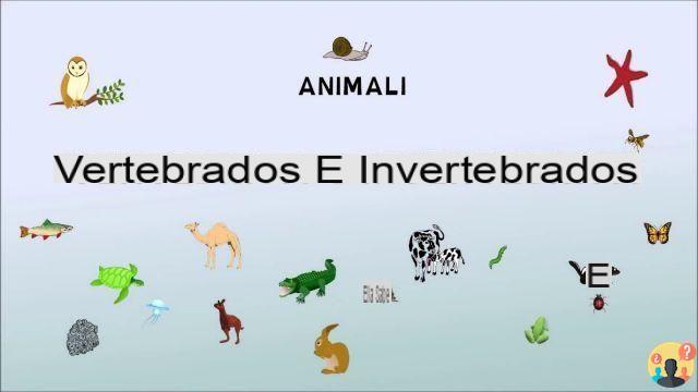 ¿Cuál es la diferencia entre vertebrados e invertebrados?