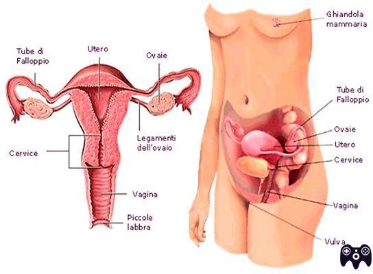 ¿Cuántos óvulos producen los ovarios al mes?