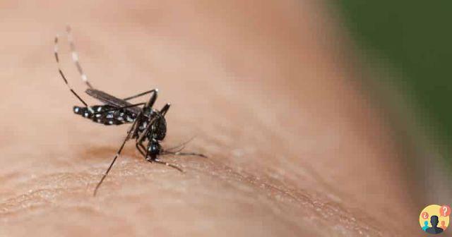 ¿Cuál es el uso de los mosquitos?