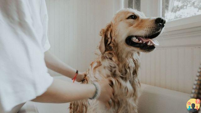 ¿Qué significa peluquería canina?