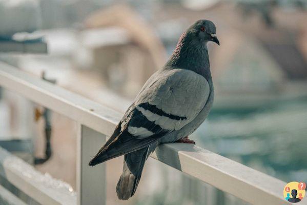 ¿Qué poner en el balcón contra las palomas?