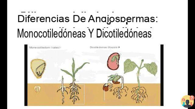 ¿Diferencia entre angiospermas monocotiledóneas y dicotiledóneas?