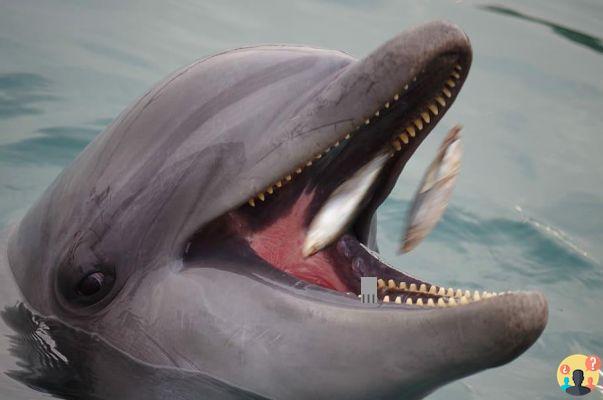 ¿Qué comen los delfines?