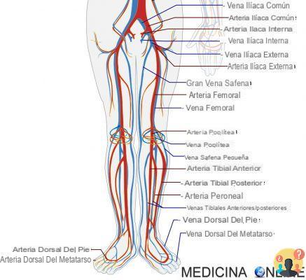 ¿En qué pierna está la arteria femoral?