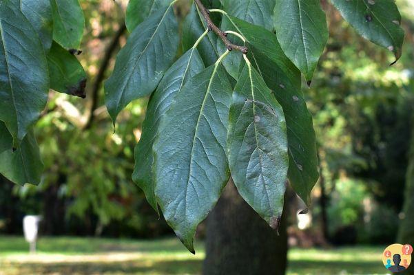 ¿Qué árbol tiene hojas ovaladas?