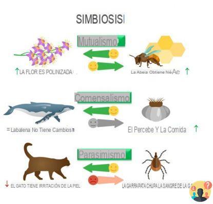 ¿Ejemplos de simbiosis en la naturaleza?