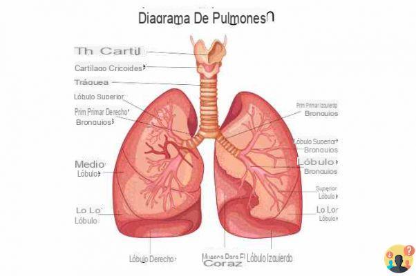 ¿De qué están hechos los pulmones?