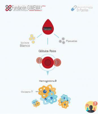 ¿Qué función tienen los glóbulos rojos?