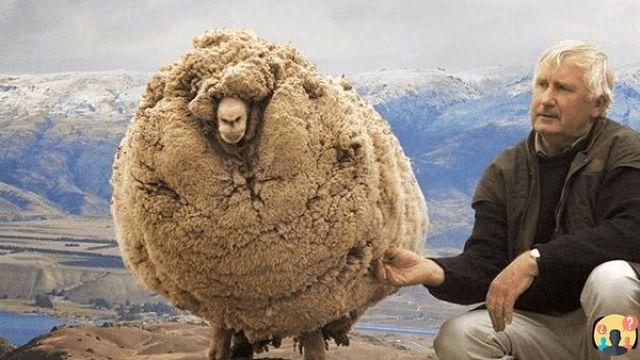 ¿Qué pasa con las ovejas si no se esquilan?