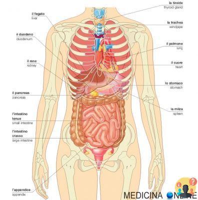 ¿Qué órganos hay debajo del seno derecho?