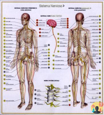 ¿Dónde están los tendones del cuerpo humano?