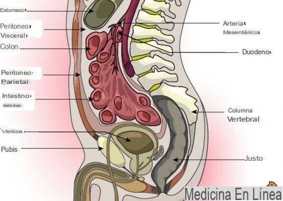 ¿Qué es el peritoneo visceral?