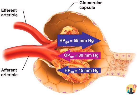 ¿Qué es el filtrado glomerular?