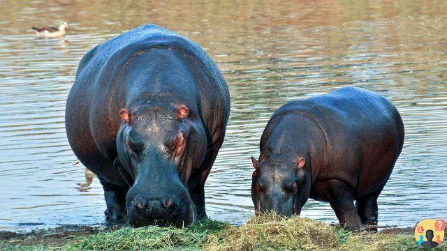 ¿Qué come un hipopótamo?