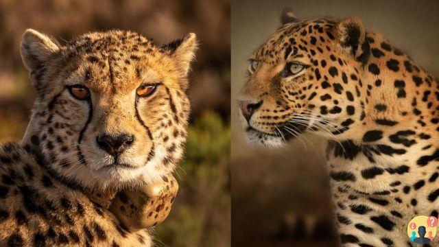 ¿Diferencia entre guepardo leopardo?