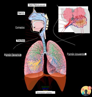 ¿Cuáles son los órganos del sistema respiratorio?