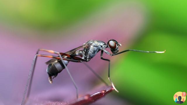 ¿Cuánto vive una hormiga común?