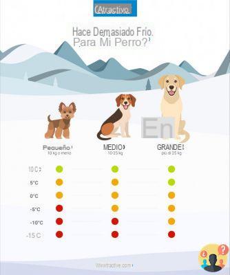 ¿A qué temperatura los perros sienten frío?