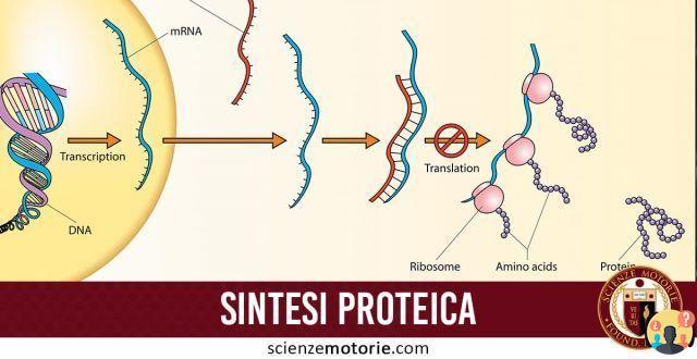 ¿En qué orgánulos se lleva a cabo la síntesis de proteínas?