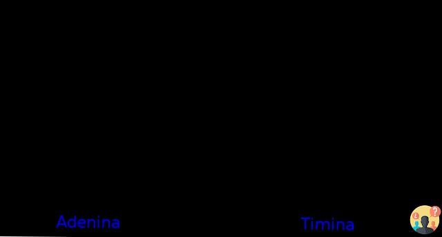 ¿Diferencia entre citosina y timina?