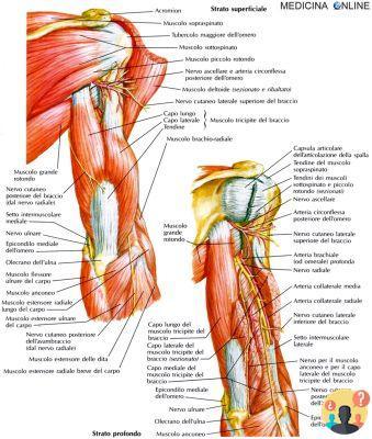 ¿Dónde se encuentra el músculo tríceps braquial?
