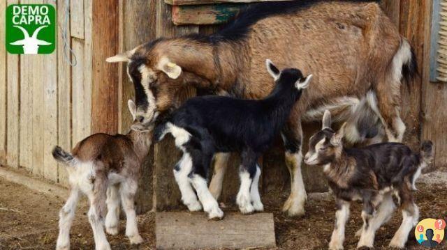 ¿Cuántos cabritos da a luz una cabra?