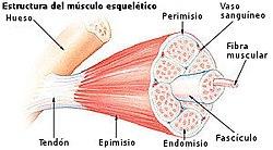 ¿Qué es el músculo esquelético?