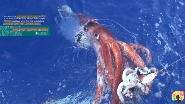 ¿Un calamar de tamaño gigante?