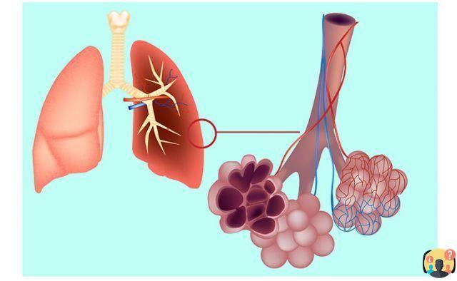¿Quiénes son los alvéolos pulmonares?