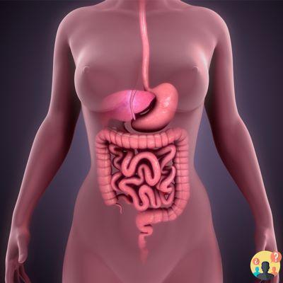 ¿Qué es el adenoma intestinal?
