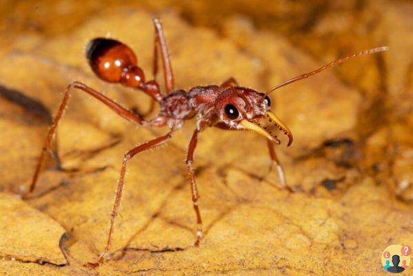 ¿Cuántos pies tiene una hormiga?