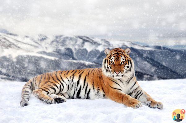 ¿Dónde viven los tigres siberianos?